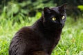 Beautiful bombay black cat portrait with yellow eyes close up in green grass in nature in spring summer garden Royalty Free Stock Photo