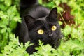 Beautiful bombay black cat portrait with yellow eyes closeup in green grass in garden Royalty Free Stock Photo