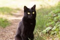 Beautiful bombay black cat portrait with yellow eyes closeup in green grass in nature in sunny day in spring summer garden Royalty Free Stock Photo