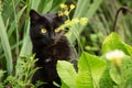 Beautiful bombay black cat portrait with yellow eyes, copy space Royalty Free Stock Photo