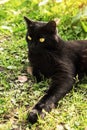 Beautiful Bombay black cat portrait with yellow eyes lie outdoors in green grass in garden in nature Royalty Free Stock Photo