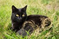 Beautiful Bombay black cat portrait with yellow eyes  lie outdoors in green grass in nature Royalty Free Stock Photo