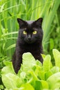 Beautiful bombay black cat portrait with yellow eyes. Cat sit in green grass and plants in nature in garden