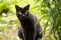 Beautiful bombay black cat portrait with yellow eyesBeautiful bombay black cat portrait with yellow eyes in gre