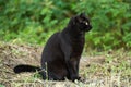 Beautiful bombay black cat in profile with yellow eyes and attentive look in green grass in nature Royalty Free Stock Photo