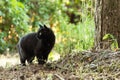 Beautiful bombay black cat in profile with yellow eyes and attentive look in green grass in nature Royalty Free Stock Photo