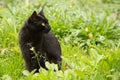 Beautiful bombay black cat with yellow eyes and attentive look in green grass in nature, copyspace Royalty Free Stock Photo