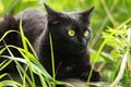 Beautiful bombay black cat with yellow eyes and attentive look lies in green grass in nature Royalty Free Stock Photo