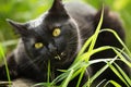 Beautiful bombay black cat with yellow eyes and attentive look lies in green grass in nature Royalty Free Stock Photo