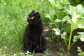 Beautiful bombay black cat with yellow eyes. Cat sit in green grass and plants in nature in garden Royalty Free Stock Photo