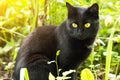 Beautiful bombay black cat with yellow eyes close-up in green grass in nature in sunlight. Spring, summer Royalty Free Stock Photo