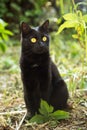 Beautiful bombay black cat with yellow eyes in green grass in nature Royalty Free Stock Photo