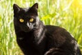 Beautiful bombay black cat with yellow eyes in green grass in nature in sunlight Royalty Free Stock Photo