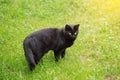 Bombay black cat in green grass. Outdoors, nature Royalty Free Stock Photo