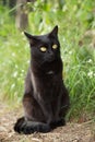 Bombay black cat portrait in green grass. Outdoors, nature Royalty Free Stock Photo