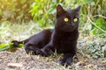 Beautiful bombay black cat with yellow eyes and insight look outdoors Royalty Free Stock Photo