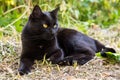 Beautiful bombay black cat with yellow eyes lies outdoors in nature