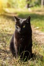 Beautiful bombay black cat with yellow eyes sit in green grass in nature in spring summer garden in sunlight Royalty Free Stock Photo