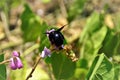A beautiful Bombus atratus bee on scribe flower