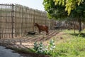 Beautiful Bongo antelope in Dubai Safari Park (Dubai Zoo)