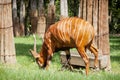 Beautiful Bongo antelope (Tragelaphus euryceros) Royalty Free Stock Photo