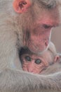 Beautiful bonnet macaque macaca radiata family mother with baby in bandipur national park in karnataka, india Royalty Free Stock Photo