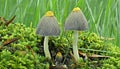 Beautiful Bonnet mushrooms in mossy forest