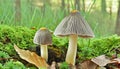 Beautiful Bonnet mushrooms in mossy forest