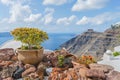 Beautiful bonsai on the backdrop of the blurred caldera of Santorini (Thira) island