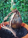 beautiful bonsai coconut plant