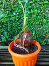 beautiful bonsai coconut plant