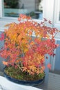 Beautiful bonsai forest with autumn colours. Japanese maple, acer palmatum Royalty Free Stock Photo