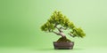 Beautiful bonsai on green background with copy space
