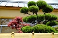 Beautiful Bonsai