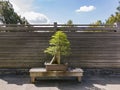 Beautiful Bonsai in Japanese Garden of Huntington Library