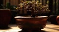 Beautiful bonsai plant display in a ceramic pot indoor