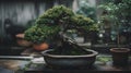 Beautiful bonsai plant display in a ceramic pot indoor