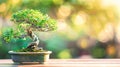 A beautiful bonsai tree with blurred nature background