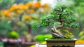 A beautiful bonsai tree with blurred nature background