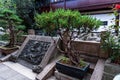 Beautiful bonsai tree at chinese garden