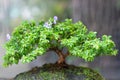 Beautiful bonsai tree