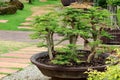 Beautiful bonsai tree in the garden