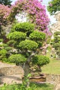 Beautiful Bonsai tree in a garden. Japanese garden or park. Nature in summer. Green background. Royalty Free Stock Photo