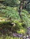 Bonsai tree at Ginkakuji Silver Pavilion