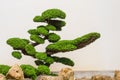 A beautiful bonsai tree with rocks