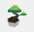 Beautiful bonsai tree vector spreads the leaves on transparency background, decorated tiny tree drawing illustration