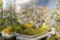 Beautiful bonsai trees in flower pots