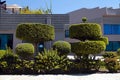 Beautiful bonsai trees and manicured bushes in garden