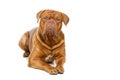 Beautiful bordeaux dogue dog Royalty Free Stock Photo