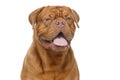 Beautiful bordeaux dogue dog Royalty Free Stock Photo